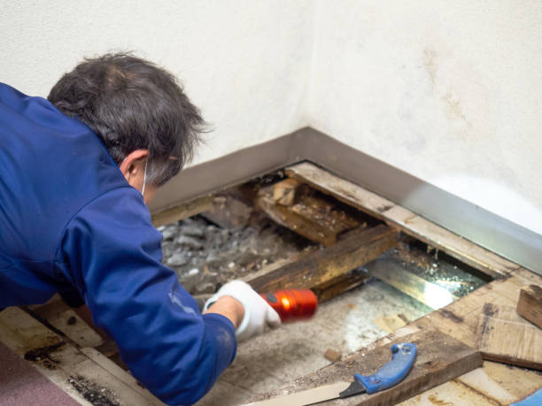 Best Toxic Mold Removal  in Johnstown, PA