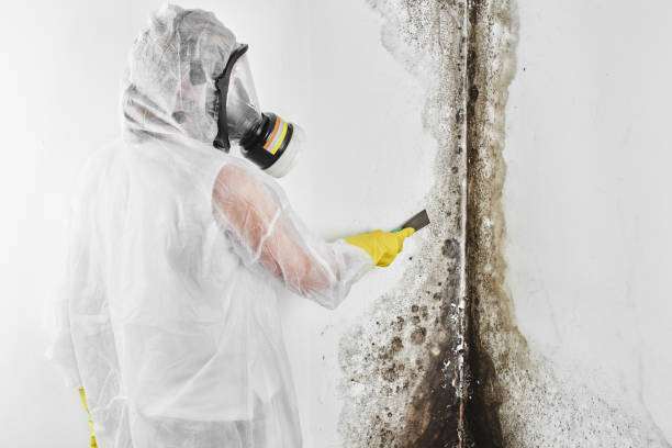 Best Mold Remediation  in Johnstown, PA