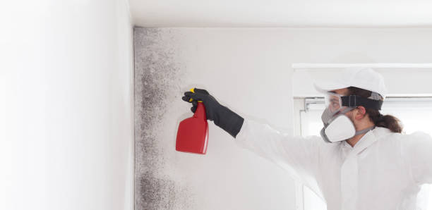 Best Toxic Mold Removal  in Johnstown, PA