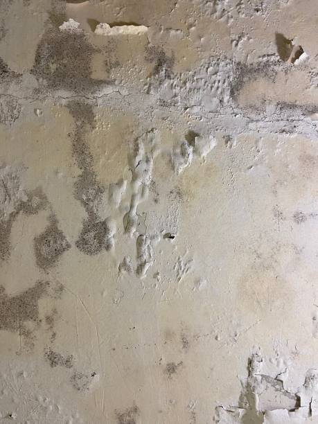 Best Mold Removal Company Near Me  in Johnstown, PA