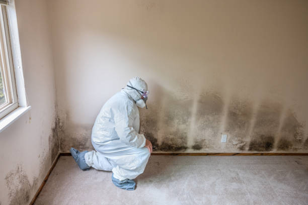Best Attic Mold Removal  in Johnstown, PA