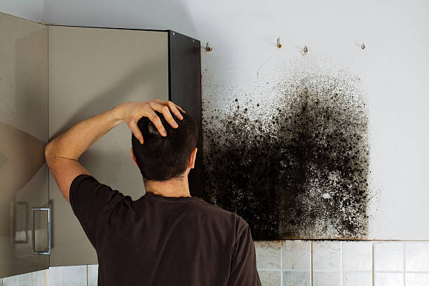 Certified Mold Removal in Johnstown, PA